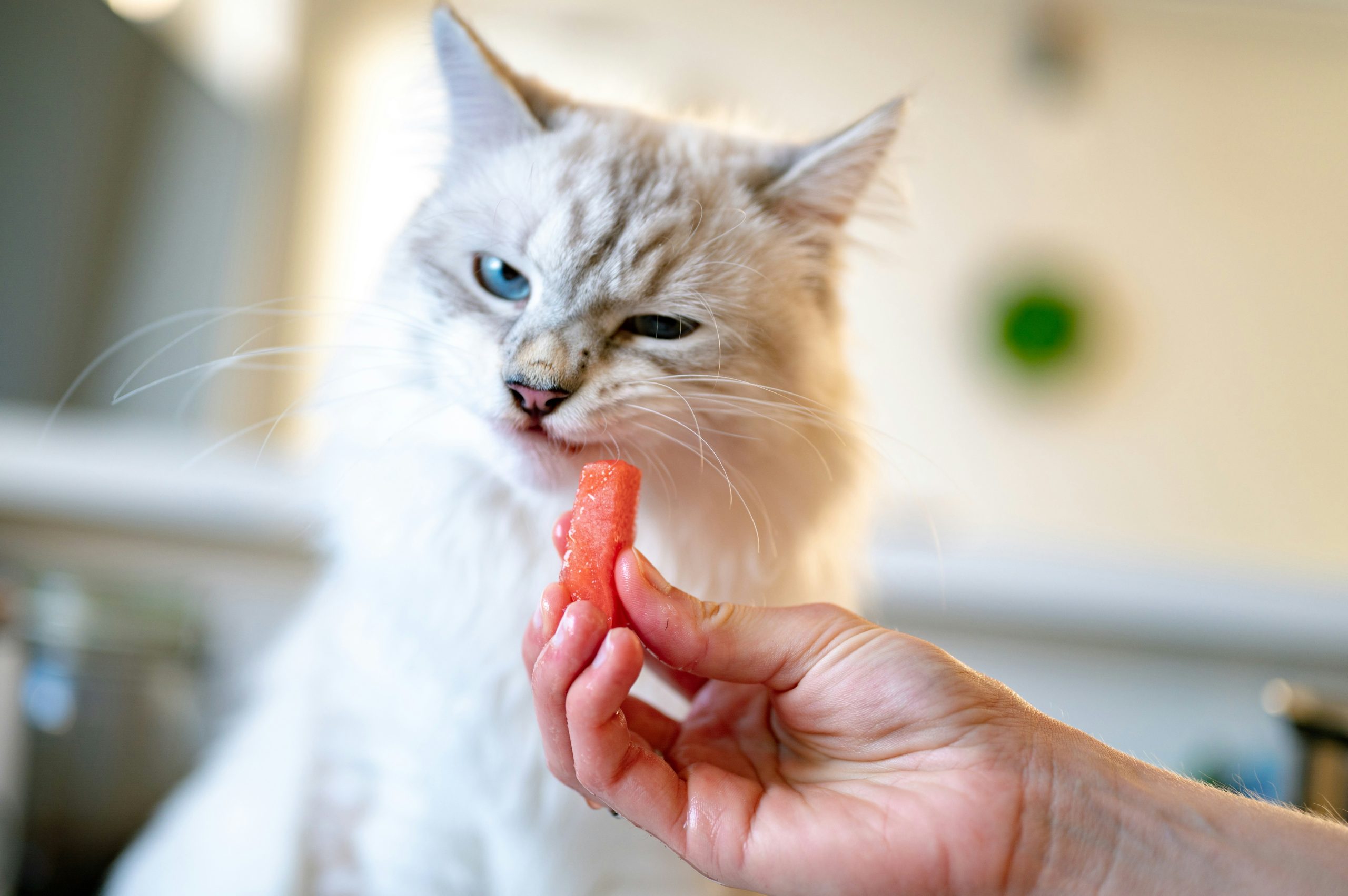 猫にあげると危険な食べ物