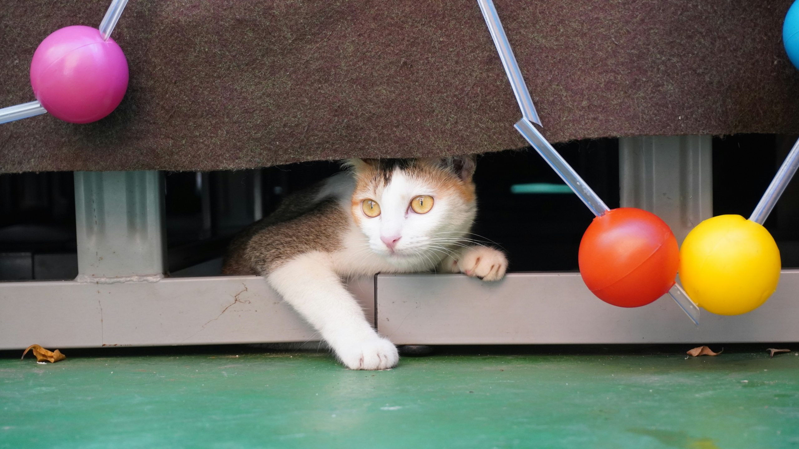 猫の好む遊び方