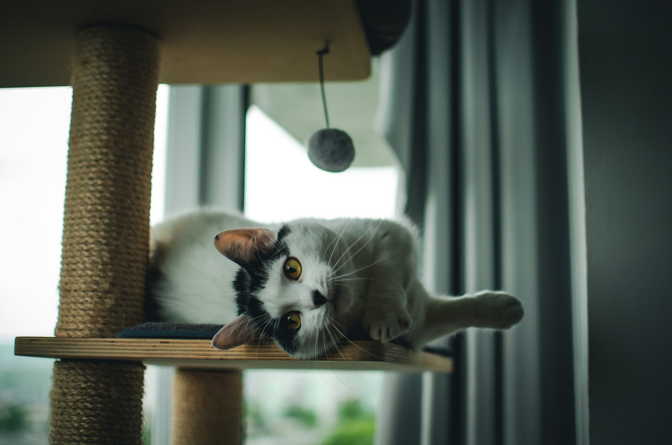 猫の好む遊び道具